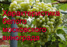 сорт Московский белый