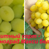 элитный сорт - виноград Макси белый