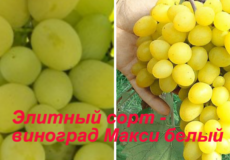 элитный сорт - виноград Макси белый
