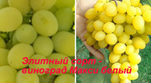 элитный сорт - виноград Макси белый