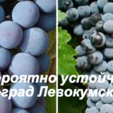 виноград Левокумский
