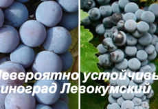 виноград Левокумский
