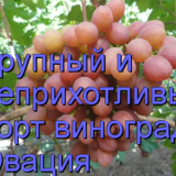 виноград Овация