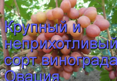 виноград Овация