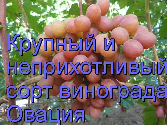 виноград Овация