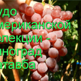 виноград Катавба