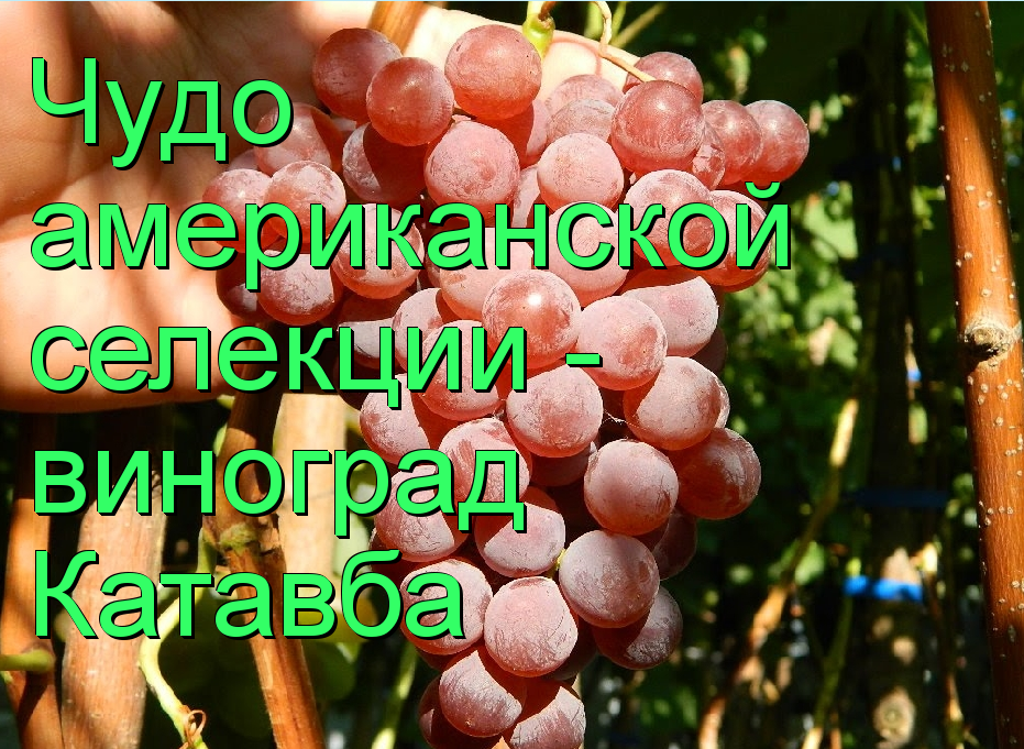 виноград Катавба