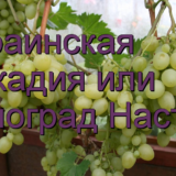 Аркадия или виноград Настя