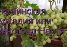 Аркадия или виноград Настя