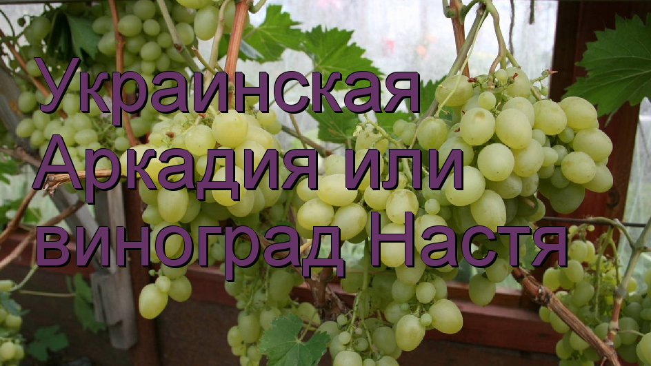 Аркадия или виноград Настя