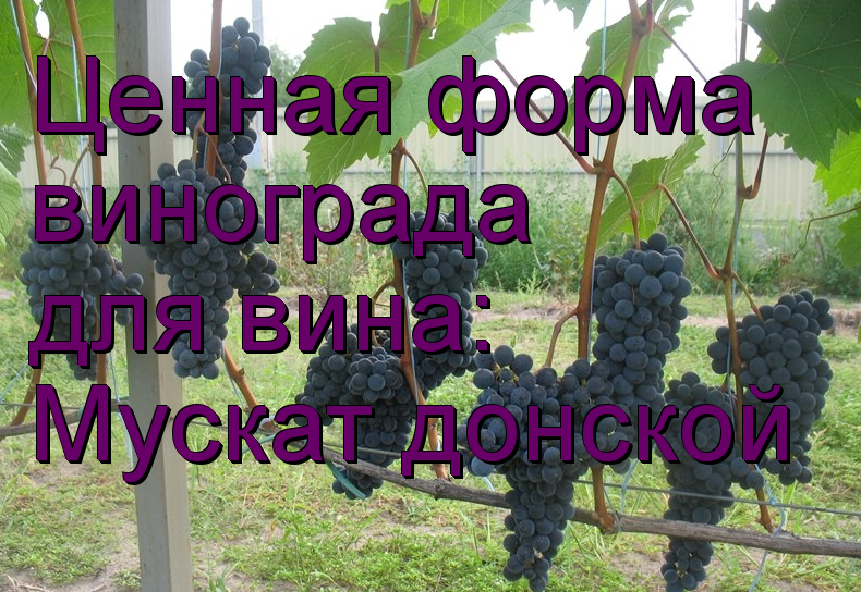 виноград Мускат донской