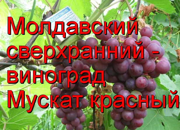виноград Мускат