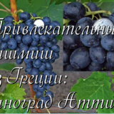 Грек кишмиш Аттика