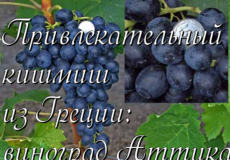 Грек кишмиш Аттика