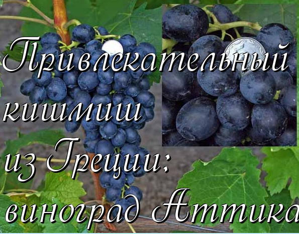 Грек кишмиш Аттика