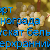 виноград Мускат белый сверхранний