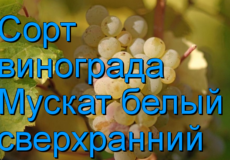 виноград Мускат белый сверхранний