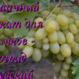 виноград мускат диевский