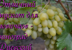 виноград мускат диевский