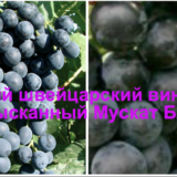 виноград Мускат Блау