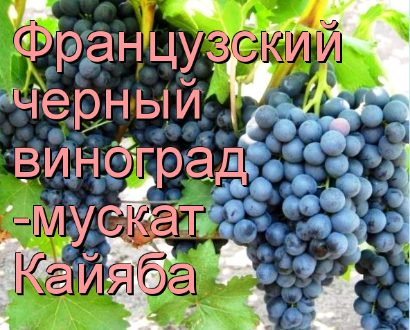 Мускат черный Кайяба
