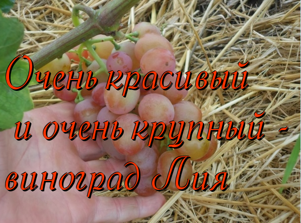 виноград Лия