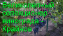 виноград Крайнова