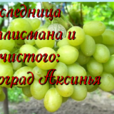 виноград Аксинья
