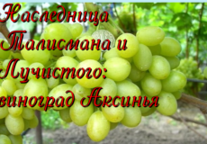 виноград Аксинья