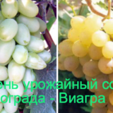 сорт винограда виагра