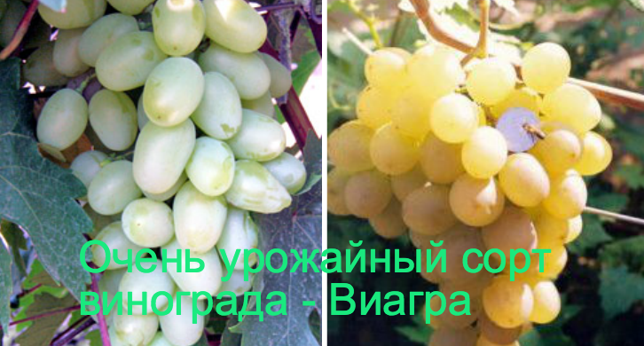 сорт винограда виагра