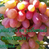 виноград сорта византия