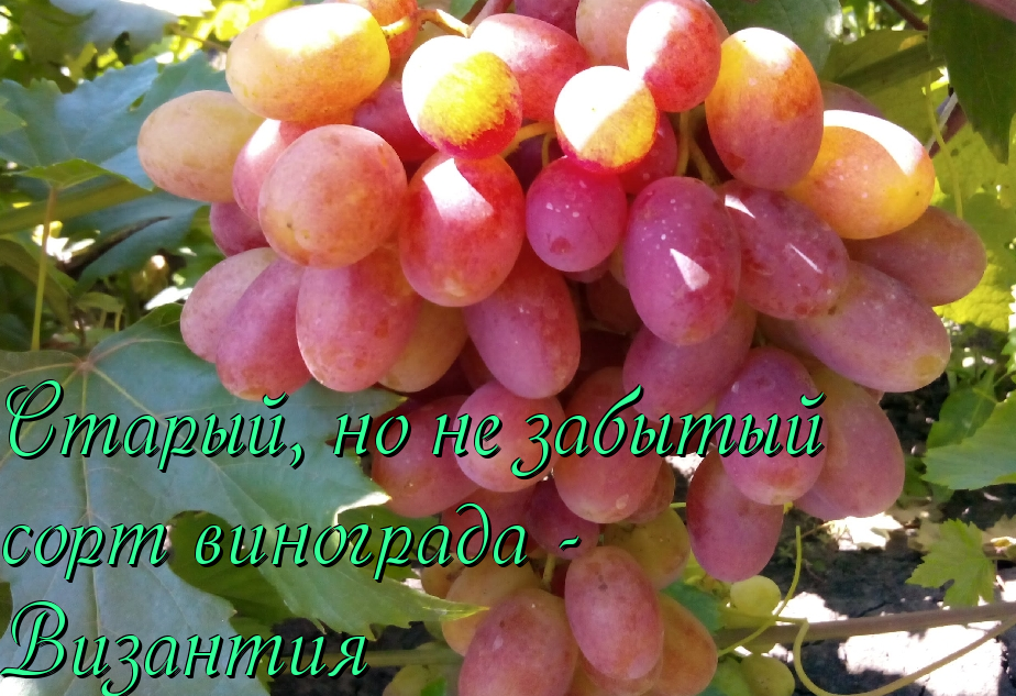 виноград сорта византия