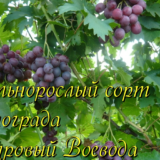 виноград воевода