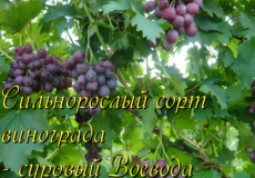 виноград воевода