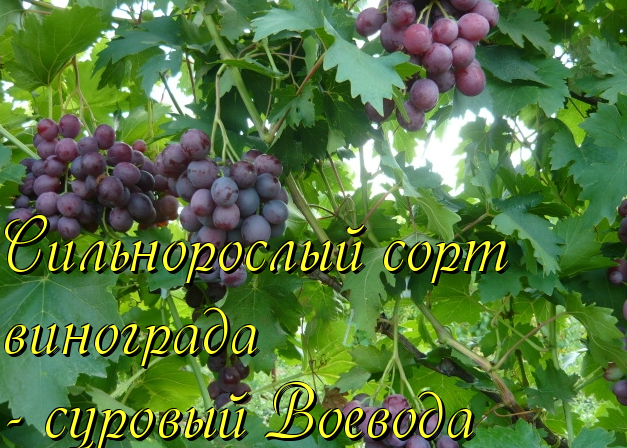 виноград воевода