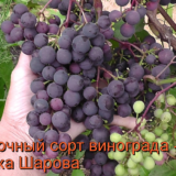 виноград загадка шарова