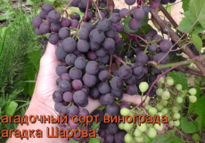 виноград загадка шарова