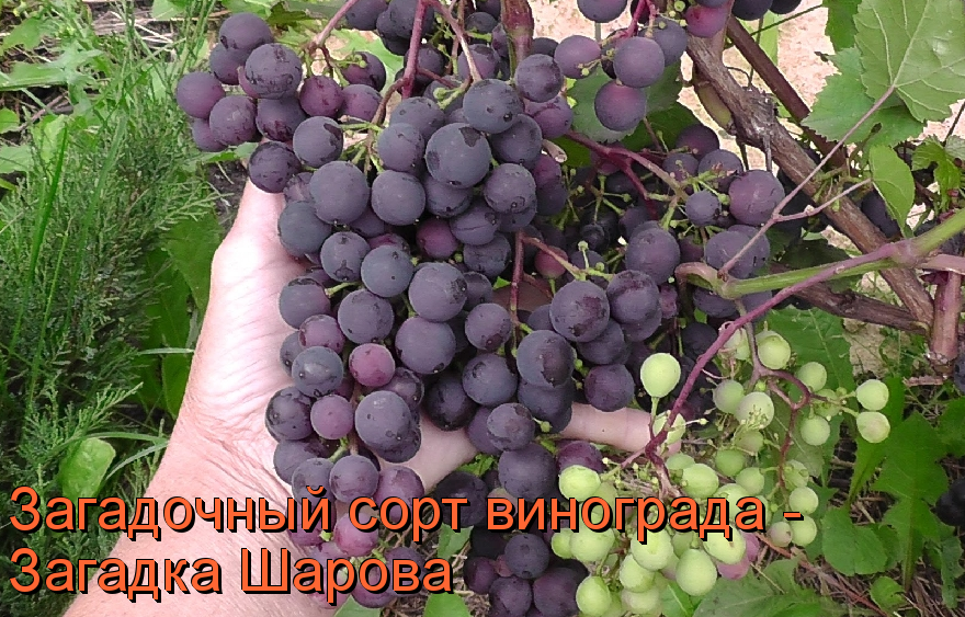 виноград загадка шарова