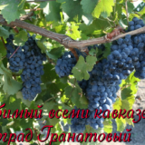 виноград гранатовый