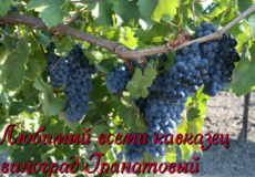 виноград гранатовый