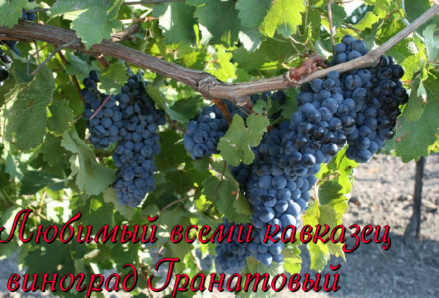 виноград гранатовый