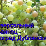 виноград Дублянский