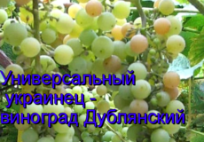 виноград Дублянский