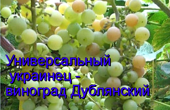 виноград Дублянский