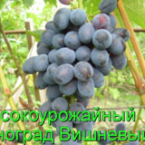 виноград вишневый