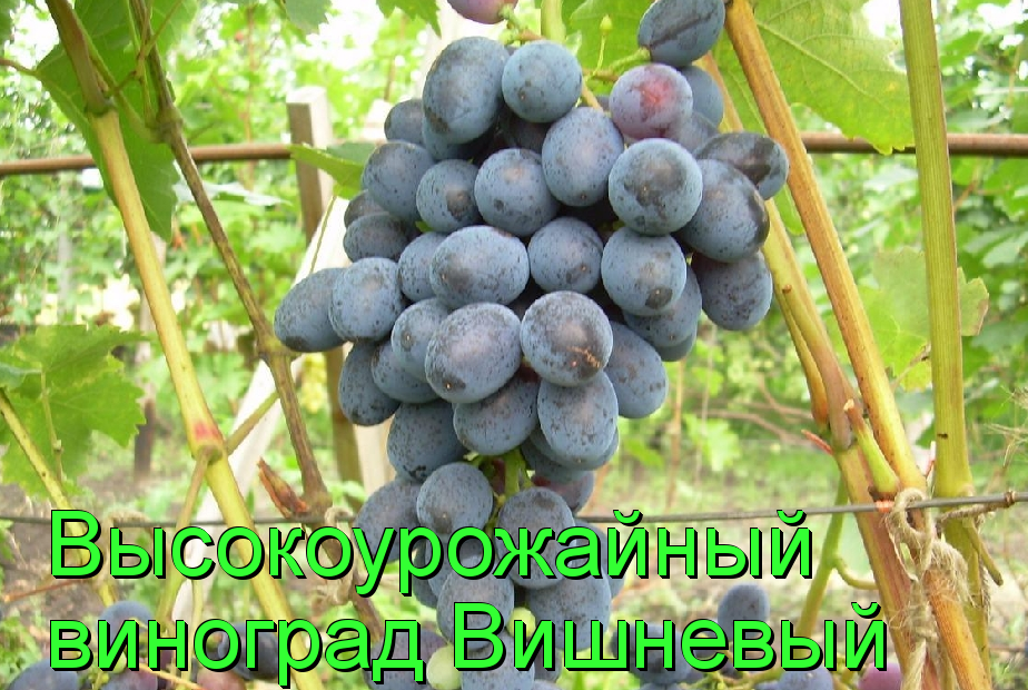 виноград вишневый
