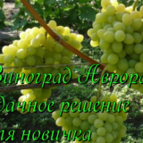 виноград аврора