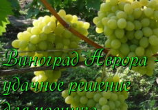 виноград аврора