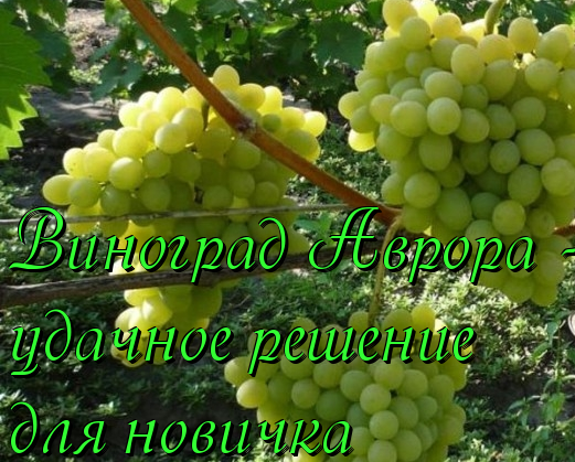 виноград аврора